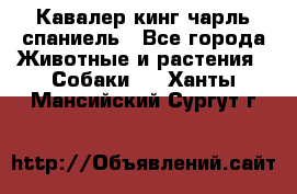 Кавалер кинг чарль спаниель - Все города Животные и растения » Собаки   . Ханты-Мансийский,Сургут г.